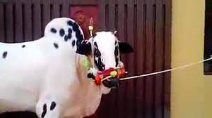 Imagine camels running off at 40 km/h, one after another, and a host of emiratis screaming the names of their favourites as they go! Veerey Ki Masti Check Karo Qurbani Cow 2014 Eid Ul Azha Video Dailymotion