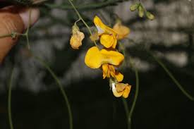 Image result for Sesbania tetraptera