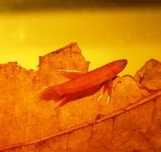 Item Fwbettas1454398212 Wild Betta Apiapi Ends Tue Feb 2 2016 01 30 12 Am Cdt Betta Betta Fish Fish Pet