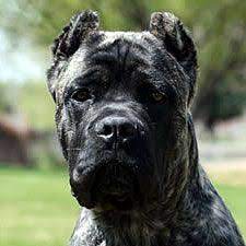 Check spelling or type a new query. About Time Cane Corso Italiano Ear Crop Information Cane Corso Cane Corso Dog Cane Corso Puppies