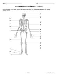 The axial skeleton is further divided into three parts: Axial And Appendicular Skeleton Coloring Grade 10 Free Printable Tests And Worksheets Helpteaching Com