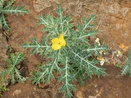 Image result for Argemone mexicana