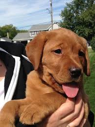 Her coloring is fox red. Whiskey Red Fox Lab Fox Red Labrador Lab Puppies Red Labrador