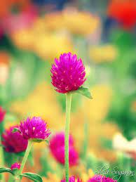 A Photo Blog By Shiju Sugunan Who Currently Resides In Bangalore India Cranium Bolts Contains Art Photography Bachelor Button Flowers Button Flowers Flowers