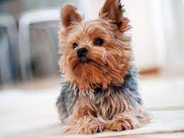 The 13 Best Apartment Dogs Reader S Digest Canada