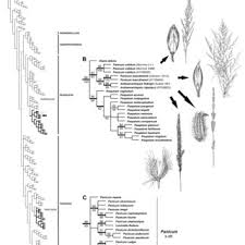 Image result for Poecilostachys oplismenoides