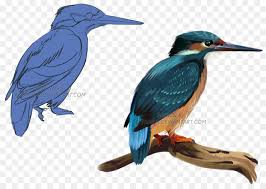 Burung ini kami lepas karena terkena jaring, semoga tetap lestari. Vogel Belted Kingfisher Zeichnung Schnabel Eisvogel Png Herunterladen 1280 899 Kostenlos Transparent Coraciiformes Png Herunterladen