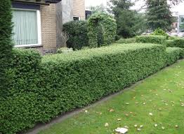 Convexa japanese holly grows as much as a foot a year, so taller hedges take just a few years to create, while boxwood can take a very long time to become more than a low edging. Some Great Alternatives To Boxwood The Tree Center