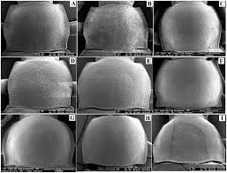 Isyarat yang cukup baik, salah satu pakar tafsir mimpi modern sekelas sigmund freud mengatakan bahwa bila bermimpi tentang menurunkan jangkar kapal , maka ini adalah pertanda bahwa akan ada kejadian atau peristiwa yang menyenangkan dalam waktu dekat. Taxonomic Review Of The Genera Nalassus Mulsant 1854 And Turkonalassus Gen Nov Of Turkey Coleoptera Tenebrionidae