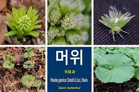 머위[Petasites japonicus]꽃과 열매에 관하여...국화과 여러해살이풀 위풍당당진국 자연관찰이야기 : 네이버 블로그