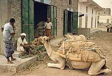 S shelby tamzyn cramer jun 29, 2018. Dromedary Wikipedia