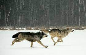 Running Gray Wolves Wolf Poses Wolf Running Wolf Dog