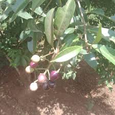 Image result for Syzygium rowlandii