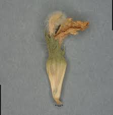 Image result for Leucas princei