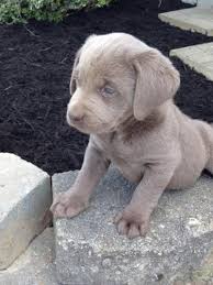 Check spelling or type a new query. Akc Silver Labs For Sale In Fredericktown Ohio Classified Americanlisted Com