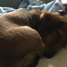 We did not find results for: Polo Park Animal Hospital 20 Reviews Veterinarians 118 Polo Park Blvd E Davenport Fl Phone Number
