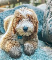 Fleece furred puppies have the quality of an f1b's fur, which i will describe a bit further down. Labradoodle Puppies In Michigan Top 8 Breeders 2021 We Love Doodles