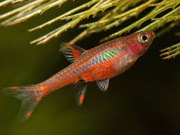 Epingle Sur Little Fish