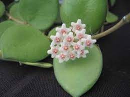 Pin On Hoya
