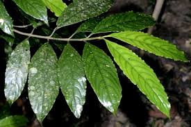 Image result for Lasianthus kilimandscharicus