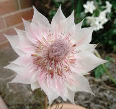 Scarce South African Blushing Bride Serruria Florida 5 Seeds South African Flowers Unusual Flowers Rare Flowers
