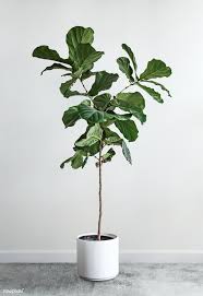 Download Premium Psd Of Green Plant Decoration Design Mockup 1224420 In 2020 Plant Decor Green Plants House Plants Decor