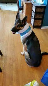 Don't force him to wear. Diy Ecollar A Comfy And Inexpensive Solution To The Cone Of Shame A Towel And Duct Tape Will Do It Dont Get It In 2021 Dog Cone Diy Dog Stuff Dog