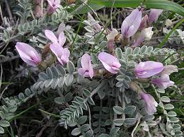 Image result for Astragalus atropilosulus