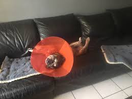 Virtually Foster Hospice “Mitch”