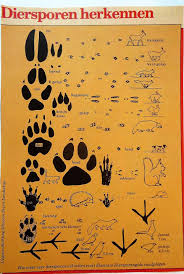 dieren sporen biologie thema kunst