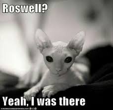 Find and save happy saturday memes | from instagram, facebook, tumblr, twitter & more. Happy Caturday Memes Steemit