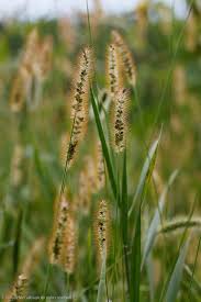 Image result for Setaria parviflora