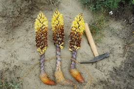 Image result for Cistanche tinctoria