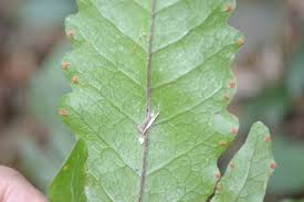 Image result for Tectaria fernandensis