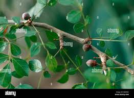 Image result for Commiphora pteleifolia