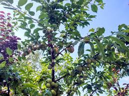 This Tree Created By Artist Sam Van Aken Grows 40 Different Kinds Of Fruit Types Of Fruit Different Kinds Of Fruits Kinds Of Fruits