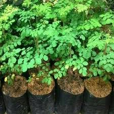 Presidenciales 2021 / lista de los candidatos. Bibit Daun Kelor Pohon Kelor Tanaman Kelor Moringa Oleifera Lazada Indonesia