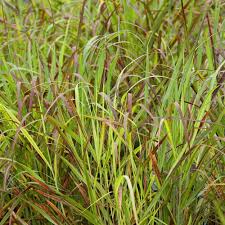 Image result for Panicum aequinerve