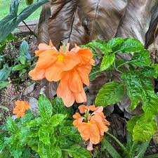 Image result for Crossandra infundibuliformis