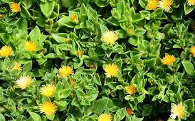 Rosinha de sol, ou aptenia, é uma linda planta rasteira e suculenta! Semente Rosinha De Sol Mercadolivre Com Br