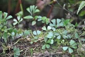 Image result for Elaphoglossum kivuense