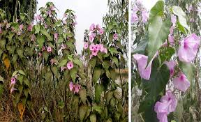 Image result for Ipomoea carnea