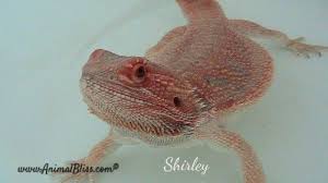 Bearded Dragon Hydration During Brumation Baby Bearded Dragon Bearded Dragon Cute Bearded Dragon Care