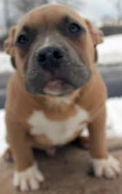American pitbull bully pups 8 weeks old. 100 Pitbull Puppies Puppies For Sale Detroit Mi Shoppok