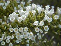 Image result for Fabiana imbricata