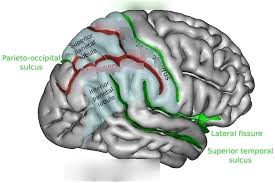 Image result for Parietal Lobe