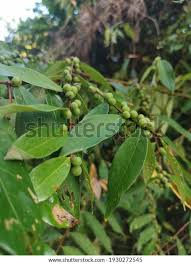 Image result for Bridelia