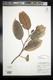 Image result for Ficus amadiensis