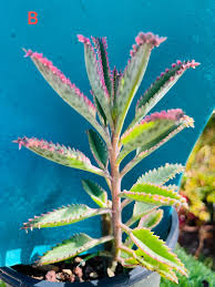 Image result for Kalanchoe velutina