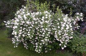 Flowering shrubs for full sun ontario. Pin On Full Sun Gardens